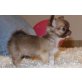 Chihuahua kurzhaariger Schlag - Rüde