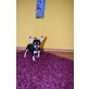 Chihuahua kurzhaariger Schlag - Rüde