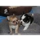 Chihuahua kurzhaariger Schlag - Rüde