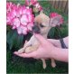 Chihuahua kurzhaariger Schlag - Rüde