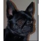 Chihuahua kurzhaariger Schlag - Rüde