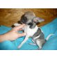 Chihuahua kurzhaariger Schlag - Rüde