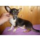 Chihuahua kurzhaariger Schlag - Rüde