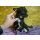 Chihuahua kurzhaariger Schlag - Rüde