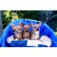Chihuahua kurzhaariger Schlag - Rüde