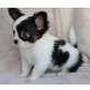 Chihuahua kurzhaariger Schlag - Rüde