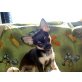 Chihuahua kurzhaariger Schlag - Rüde
