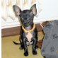 Chihuahua kurzhaariger Schlag - Rüde