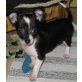 Chihuahua kurzhaariger Schlag Welpen - Hündin