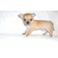 Chihuahua kurzhaariger Schlag Welpen - Hündin