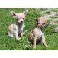 Chihuahua kurzhaariger Schlag Welpen - Hündin