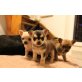 Chihuahua kurzhaariger Schlag Welpen - Hündin