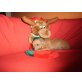 Chihuahua kurzhaariger Schlag Welpen - Hündin