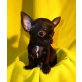 Chihuahua kurzhaariger Schlag Welpen - Hündin