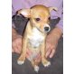 Chihuahua kurzhaariger Schlag Welpen - Hündin
