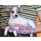 Chihuahua kurzhaariger Schlag Welpen - Hündin