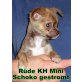Chihuahua kurzhaariger Schlag Welpen - Hündin