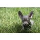 Chihuahua kurzhaariger Schlag Welpen - Hündin