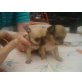 Chihuahua kurzhaariger Schlag Welpen - Hündin