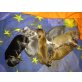 Chihuahua kurzhaariger Schlag Welpen - Hündin