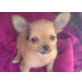 Chihuahua kurzhaariger Schlag Welpen - Hündin