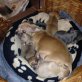 Chihuahua kurzhaariger Schlag Welpen - Hündin