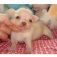 Chihuahua kurzhaariger Schlag Welpen - Hündin