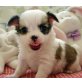 Chihuahua kurzhaariger Schlag Welpen - Hündin