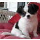 Chihuahua kurzhaariger Schlag Welpen - Hündin