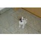 Chihuahua kurzhaariger Schlag Welpen - Hündin