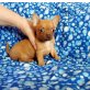Chihuahua kurzhaariger Schlag Welpen - Hündin