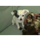 Chihuahua kurzhaariger Schlag Welpen - Hündin