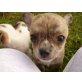 Chihuahua kurzhaariger Schlag Welpen - Hündin