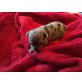 Chihuahua kurzhaariger Schlag Welpen - Hündin