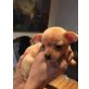 Chihuahua kurzhaariger Schlag Welpen - Hündin