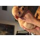 Chihuahua kurzhaariger Schlag Welpen - Hündin