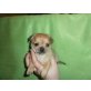 Chihuahua kurzhaariger Schlag Welpen - Hündin