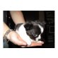 Chihuahua kurzhaariger Schlag Welpen - Hündin