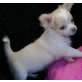 Chihuahua kurzhaariger Schlag Welpen - Hündin