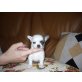 Chihuahua kurzhaariger Schlag Welpen - Hündin