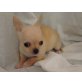Chihuahua kurzhaariger Schlag Welpen - Hündin