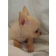 Chihuahua kurzhaariger Schlag Welpen - Hündin