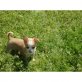 Chihuahua kurzhaariger Schlag Welpen - Hündin