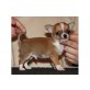 Chihuahua kurzhaariger Schlag Welpen - Hündin