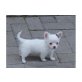 Chihuahua kurzhaariger Schlag Welpen - Hündin