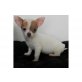 Chihuahua kurzhaariger Schlag Welpen - Hündin