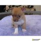 Chihuahua kurzhaariger Schlag Welpen - Hündin