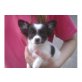 Chihuahua kurzhaariger Schlag Welpen - Hündin