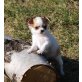 Chihuahua kurzhaariger Schlag Welpen - Hündin