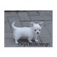 Chihuahua kurzhaariger Schlag Welpen - Hündin